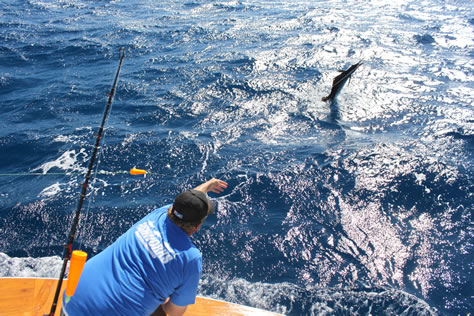 Catching Sailfish aboard Reel Candy Fishing Charter Jupiter, Palm Beach and Stuart Florida