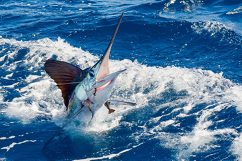 Sport Fishing Marlin Jupiter, Palm Beach, Stuart & The Bahamas