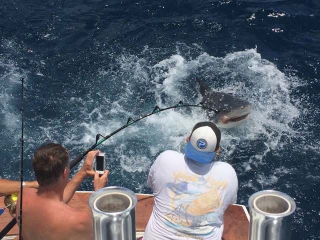 https://reelcandyfishing.com/wp-content/uploads/2018/09/shark-fishing-palm-beach-jupiter-stuart-florida-4.jpg