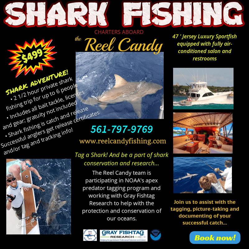 Shark Fishing - Fishing Charter Jupiter/Stuart Florida